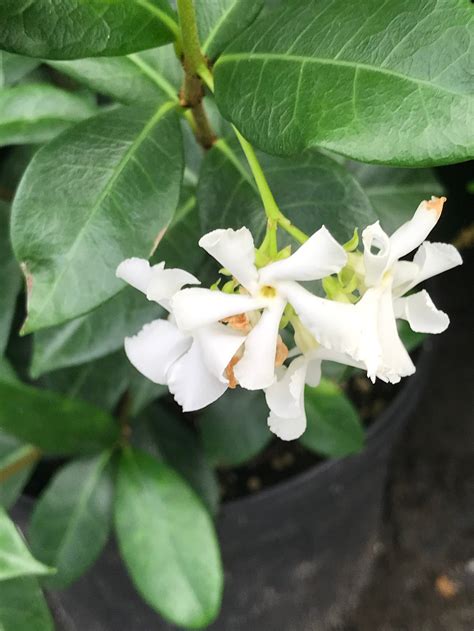 madison confederate jasmine