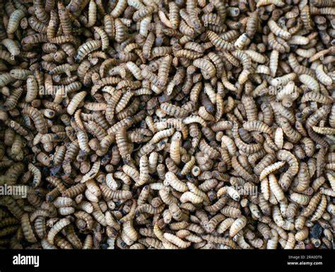 maggot bsf
