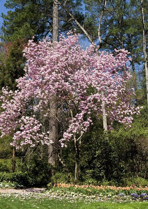 magnolia companion plants
