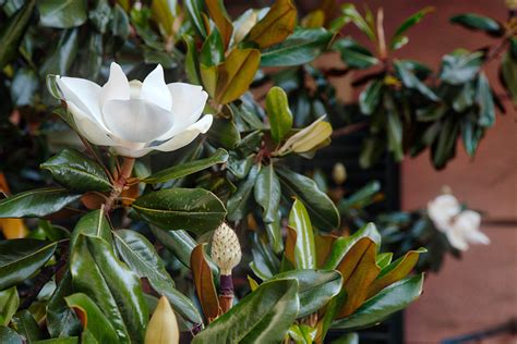 magnolia tree companion plants