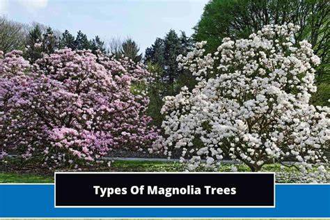 magnolia tree varieties