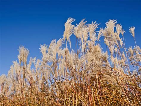 maiden grass companion plants