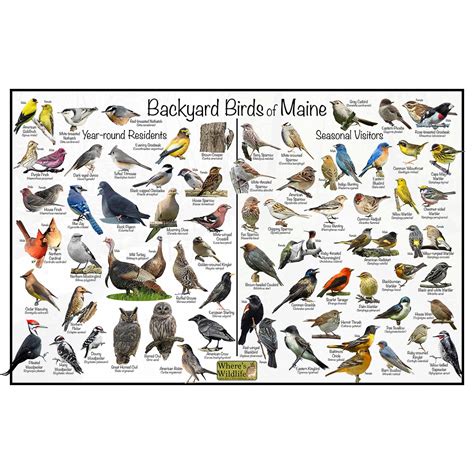 Maine Birds Identification Chart