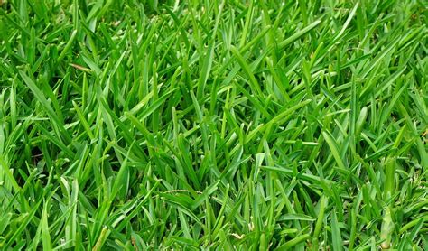 Maintaining a Crabgrass-free Lawn