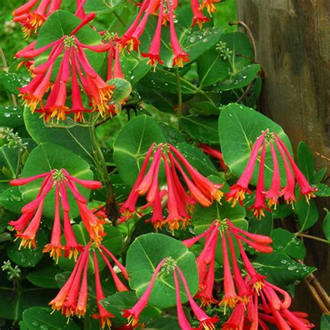 major wheeler honeysuckle vine