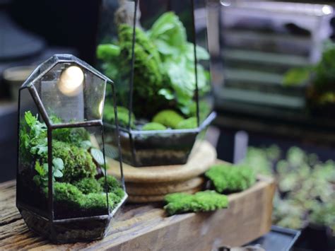 making moss terrariums