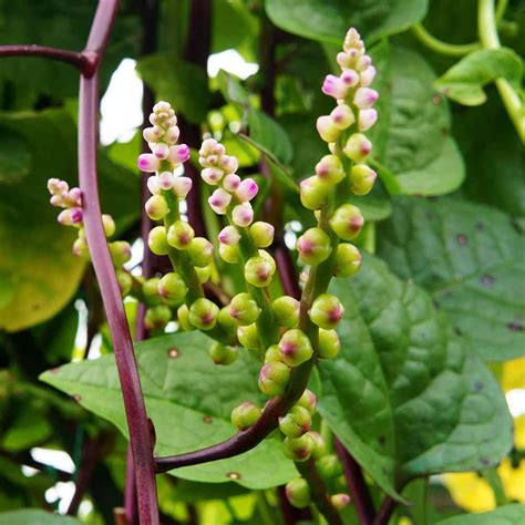malabar spinach seeds