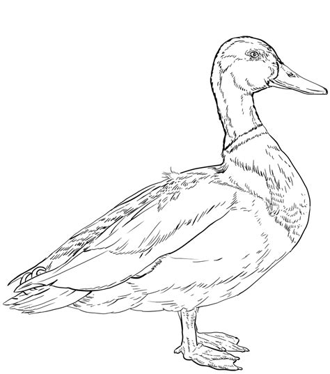 mallard duck coloring pages