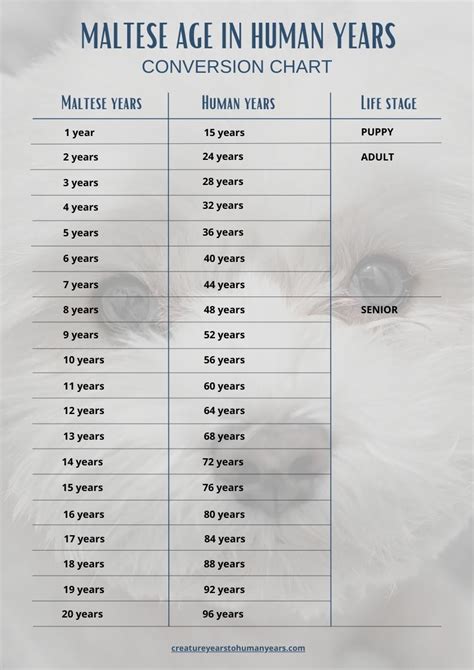 Maltese Age Chart