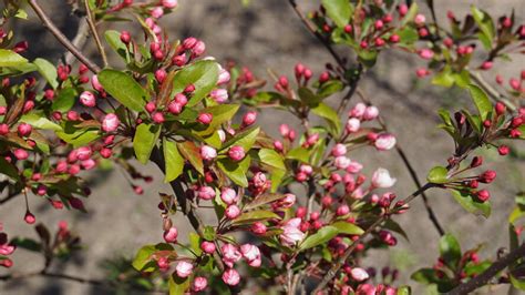 malus winter gold