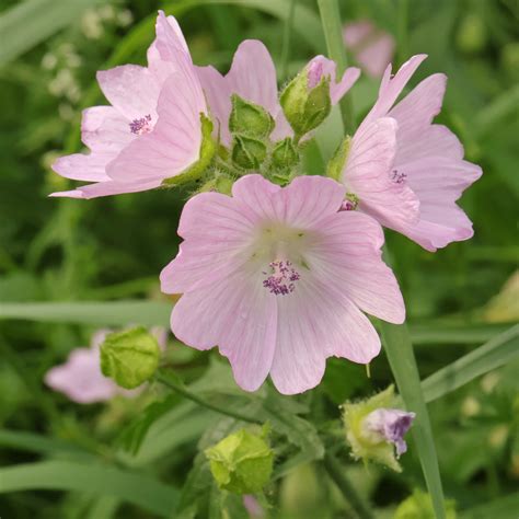 malva moschata