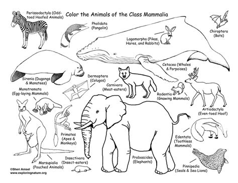 mammal coloring pages