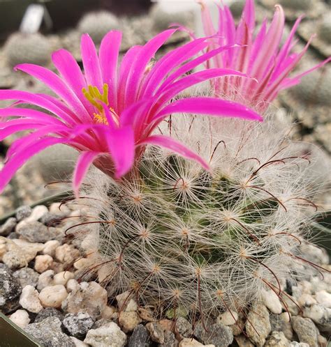 mammillaria guelzowiana