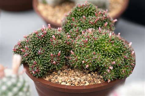 mammillaria painteri