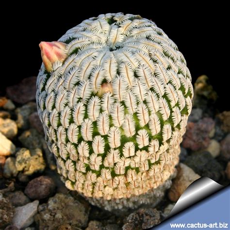 mammillaria pectinifera