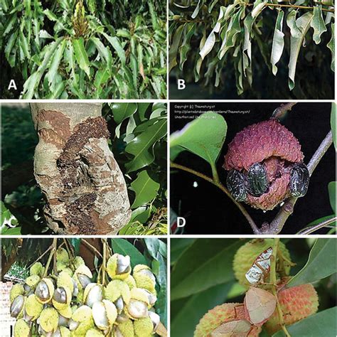 manage lychee diseases