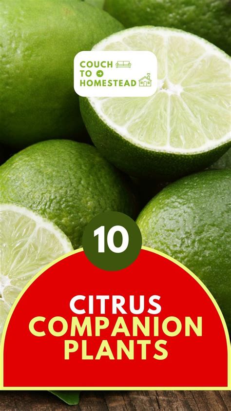 The Best Companion Plants for Mandarin Trees: How to Maximize Your
Harvest