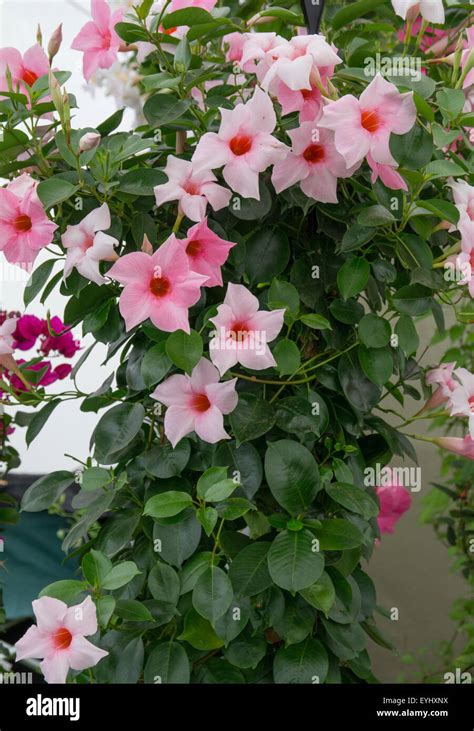 The Beauty of Mandevilla Climbing Plant