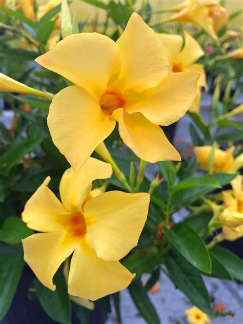 mandevilla sunbeam