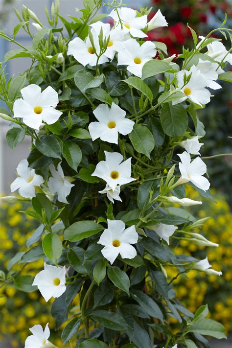mandevilla white plant