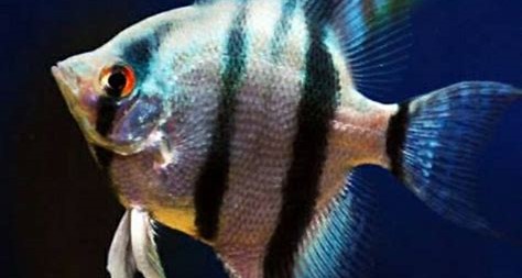 fisik ikan manfish altum