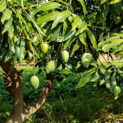mango tree companion plants