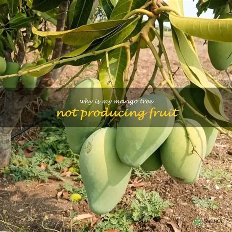 mango tree not producing