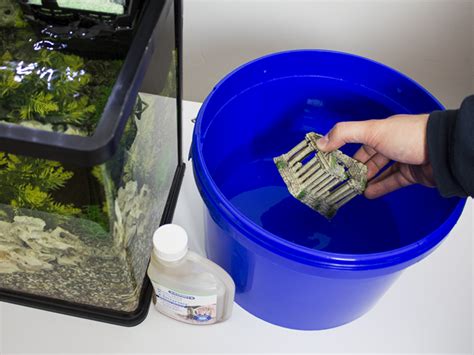 Manual Removal of Algae in Fish Tank