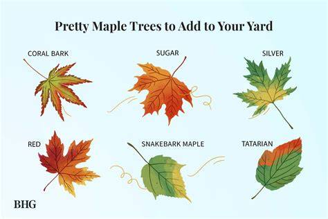maple tree leaves color