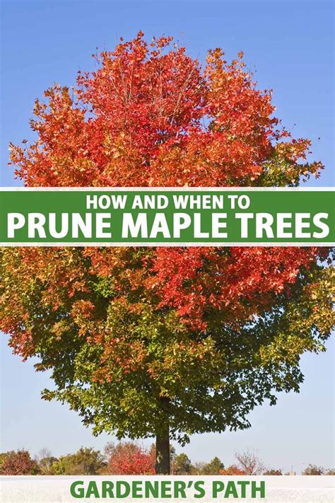 maple tree pruning