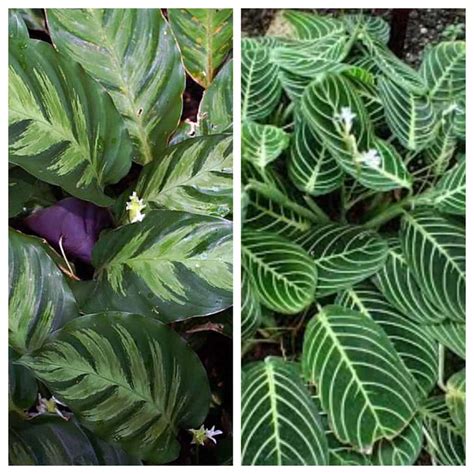 maranta vs calathea