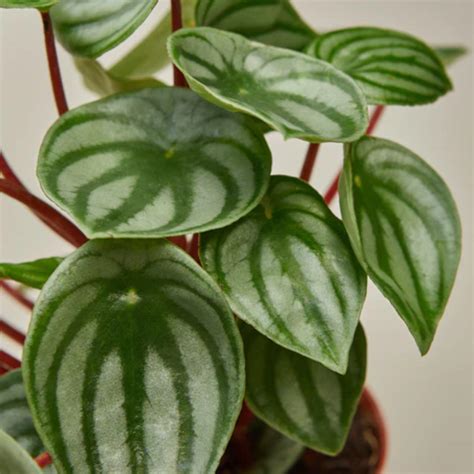 marble peperomia