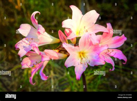march lily