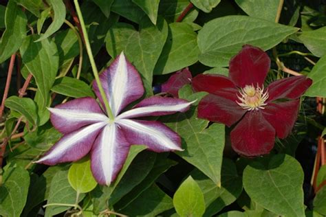 The Beauty of Marczynski Clematis: A Comprehensive Guide