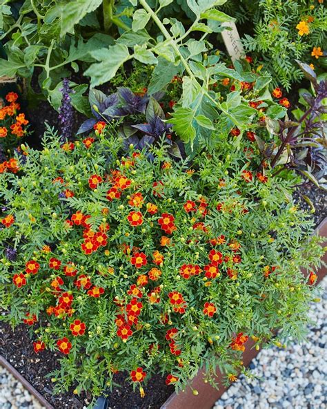 marigold and tomatoes companion planting