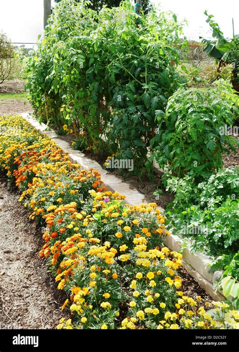 marigold and tomatoes companion planting