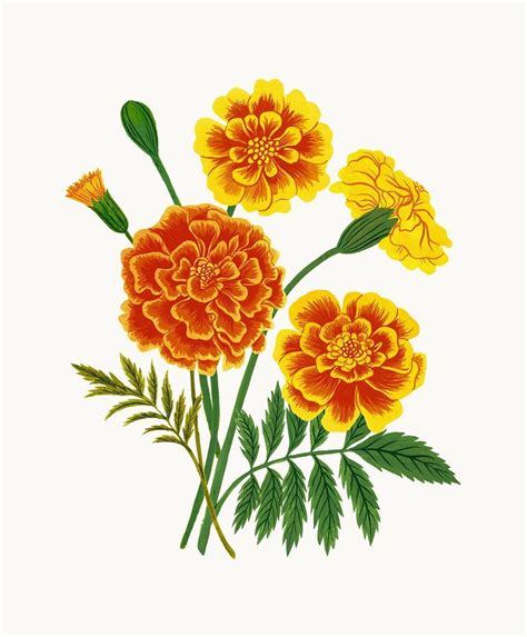 marigold drawing colour