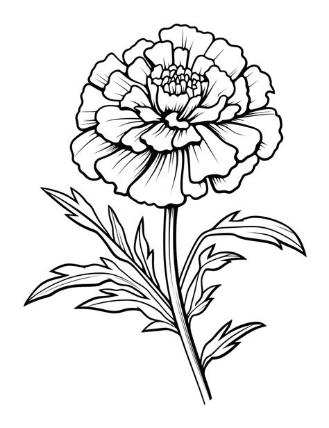 marigold flower coloring pages