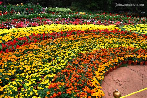 marigold garden