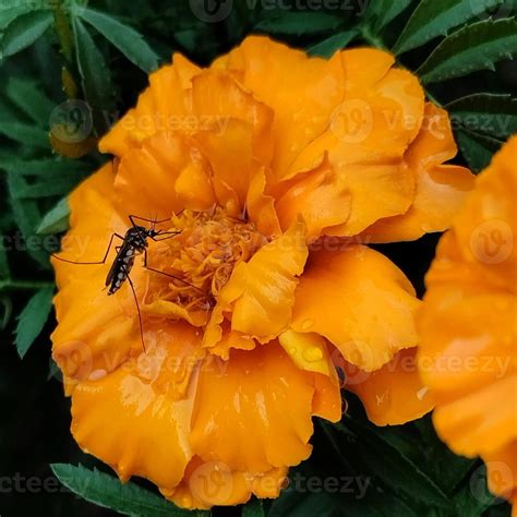 marigold mosquito