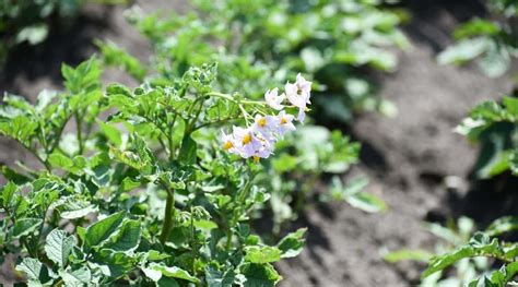Marigold Potatoes: The Versatile and Nutritious Vegetable You Need to
Try