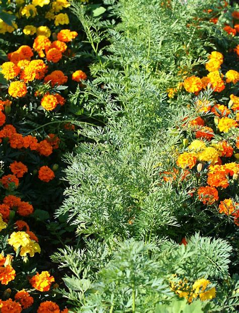 marigolds and carrots