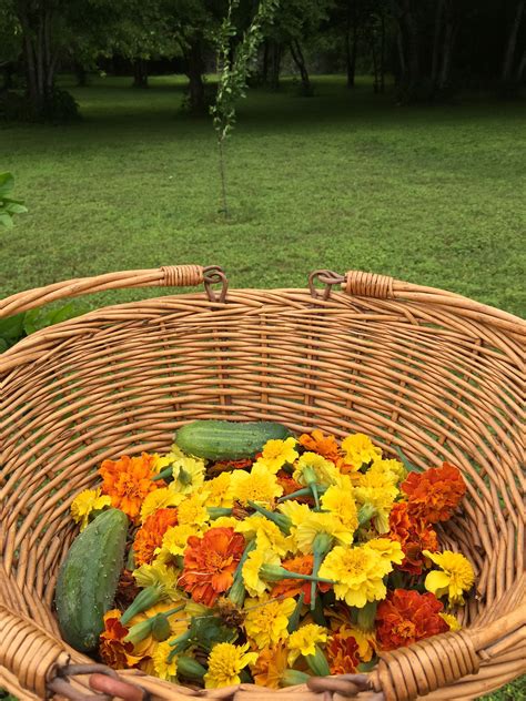 marigolds and cucumbers
