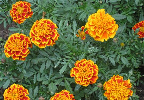 marigolds and nasturtiums