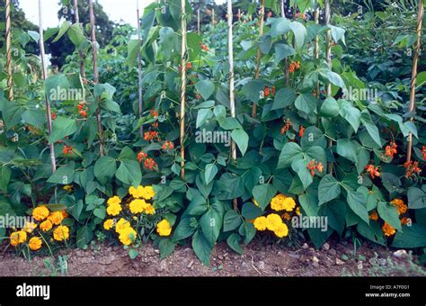 marigolds and runner beans