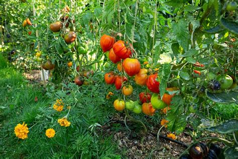 marigolds for tomato plants