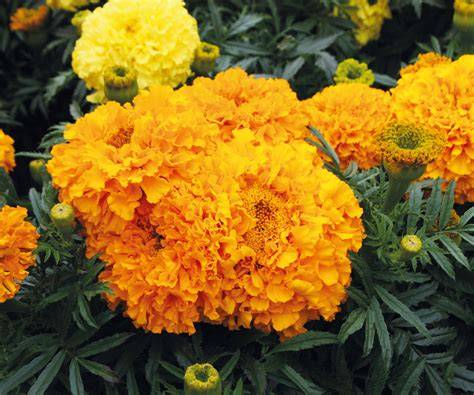 marigolds keep bugs away