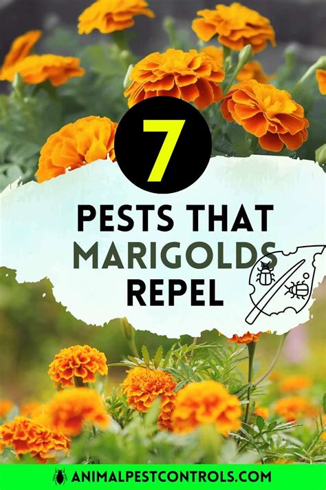 marigolds repel