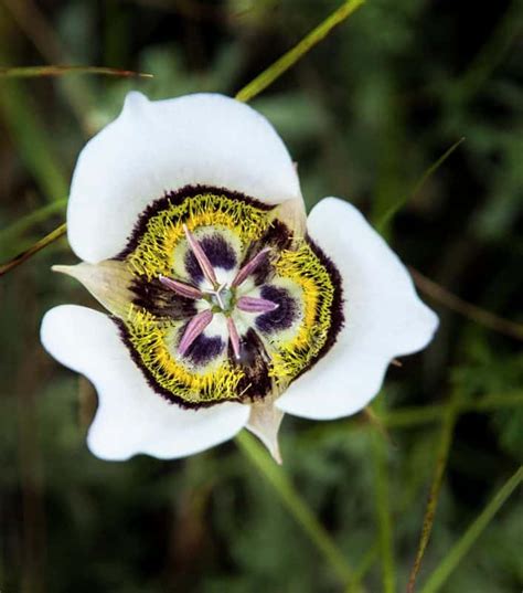 mariposa lily flower essence