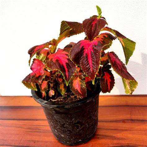 maroon coleus plant